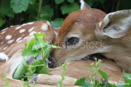 Picture of Fawn close-up